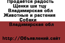 Продаётся радость! Щенки ши-тцу - Владимирская обл. Животные и растения » Собаки   . Владимирская обл.